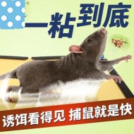 如何使用粘鼠板成功滅鼠？